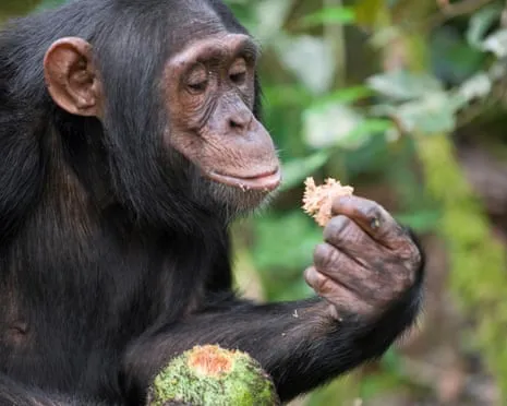 Chimpanzees Drink Everyday Ethanol Equivalent to a Beer from Fermented Fruit